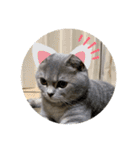 こねこのJin君（個別スタンプ：22）