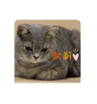 こねこのJin君（個別スタンプ：23）
