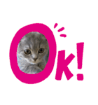 こねこのJin君（個別スタンプ：31）