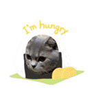 こねこのJin君（個別スタンプ：32）