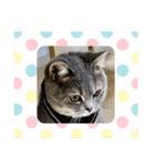 こねこのJin君（個別スタンプ：36）