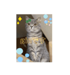 こねこのJin君（個別スタンプ：37）