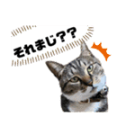 めめといっしょ【日常編】（個別スタンプ：4）