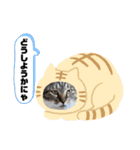 めめといっしょ【日常編】（個別スタンプ：6）