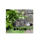 めめといっしょ【日常編】（個別スタンプ：12）