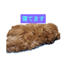 愛犬と時々娘（個別スタンプ：4）