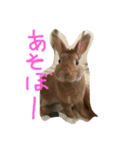 みそP（個別スタンプ：2）