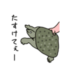かめのいちにち（個別スタンプ：10）
