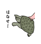 かめのいちにち（個別スタンプ：11）
