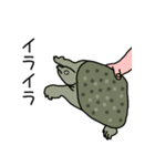 かめのいちにち（個別スタンプ：12）