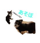 いぬ大好きな人向け（個別スタンプ：4）