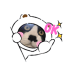 クロしろ君（個別スタンプ：1）