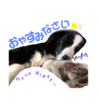 ボーダーコリー DORAMU★III（個別スタンプ：4）