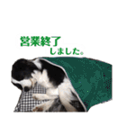 ボーダーコリー DORAMU★III（個別スタンプ：5）