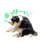 ボーダーコリー DORAMU★III（個別スタンプ：7）