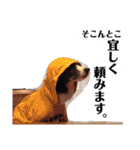ボーダーコリー DORAMU★III（個別スタンプ：8）