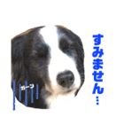 ボーダーコリー DORAMU★III（個別スタンプ：13）