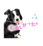 ボーダーコリー DORAMU★III（個別スタンプ：26）