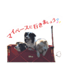 ボーダーコリー DORAMU★III（個別スタンプ：27）
