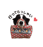 ボーダーコリー DORAMU★III（個別スタンプ：29）