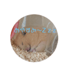 キンクマこむぎの日常（個別スタンプ：2）