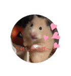 キンクマこむぎの日常（個別スタンプ：3）