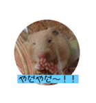 キンクマこむぎの日常（個別スタンプ：4）