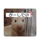 キンクマこむぎの日常（個別スタンプ：5）