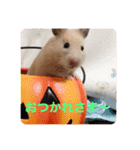 キンクマこむぎの日常（個別スタンプ：6）
