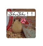 キンクマこむぎの日常（個別スタンプ：7）