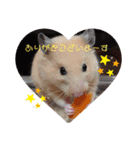 キンクマこむぎの日常（個別スタンプ：8）