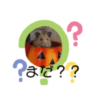 キンクマこむぎの日常（個別スタンプ：9）