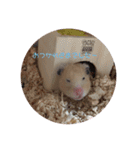 キンクマこむぎの日常（個別スタンプ：10）