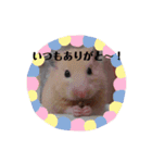 キンクマこむぎの日常（個別スタンプ：15）