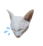 三角な猫4（個別スタンプ：3）