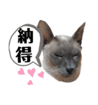 三角な猫4（個別スタンプ：4）