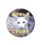 三角な猫4（個別スタンプ：7）