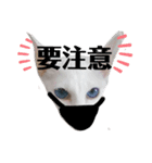 三角な猫4（個別スタンプ：12）