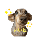 しるこスタンプ（個別スタンプ：11）