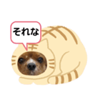 あーちんしゃーちんWORLD（個別スタンプ：4）