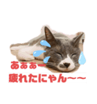 Grey殿下（個別スタンプ：1）