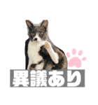 Grey殿下（個別スタンプ：2）