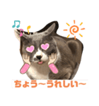 Grey殿下（個別スタンプ：6）