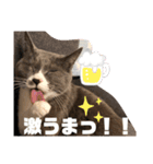Grey殿下（個別スタンプ：8）