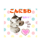 ねこにゃんスタンプ  ②（個別スタンプ：1）