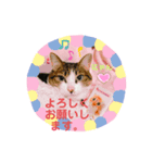 ねこにゃんスタンプ  ②（個別スタンプ：2）