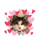 ねこにゃんスタンプ  ②（個別スタンプ：3）