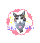 ねこにゃんスタンプ  ②（個別スタンプ：4）