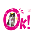 ねこにゃんスタンプ  ②（個別スタンプ：6）