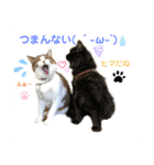 ねこにゃんスタンプ  ②（個別スタンプ：8）